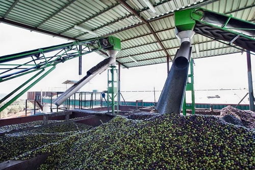 西班牙进口橄榄油 开启高品质日常生活的健康之选