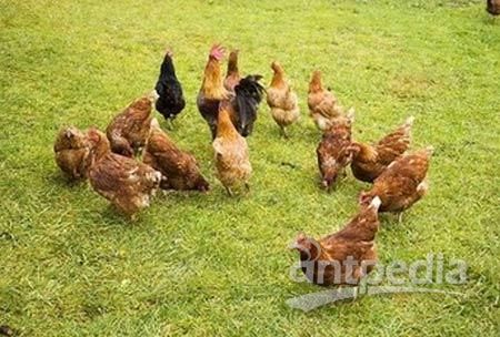 韩国实施家禽产品追溯管理制度 保障食品安全的新举措