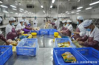 共渡难关！广东屠宰企业伸援手，为家禽养殖户解燃眉之急