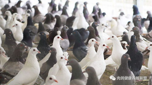 政策扶持助力家禽屠宰业转型升级——国务院发文为家禽业注入强心剂