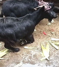 屠刀下的无声托付 一头山羊的跪姿如何撼动人心