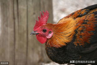 肉鸡价格震荡走低，鸡蛋行情逆势上扬，家禽屠宰业面临新格局