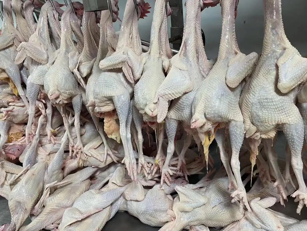 家禽屠宰 从源头到终端的品质保障与现代转型