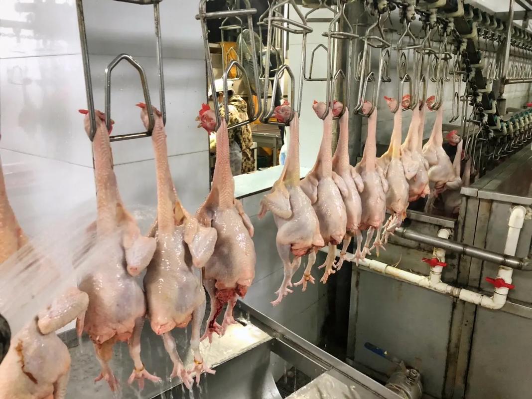 广西鑫智强食品加工 家禽宰杀与真空包装的专业服务