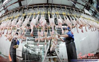 华统家禽屠宰 优质家禽供应与专业屠宰服务介绍