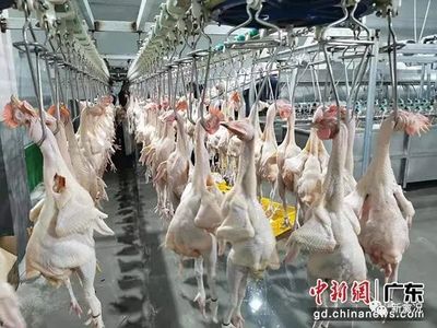直击1亿国鸡存亡 广东养殖核心区调整禁养范围与家禽屠宰变革
