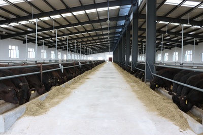 龙江县 以家禽屠宰为支点，打造“三个百亿级”产业集群，引领县域经济高质量发展