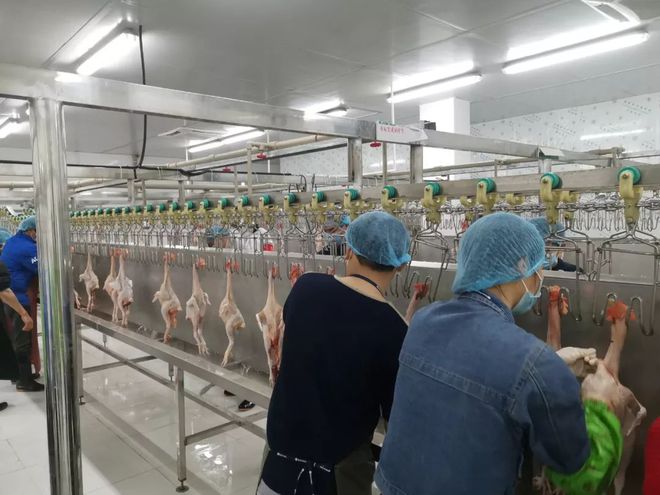 信阳家禽产业迈向智能化 首条自动化宰杀生产线正式投运