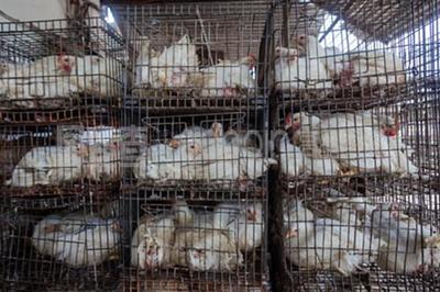 家禽屠宰场 现代食品工业的精细链条